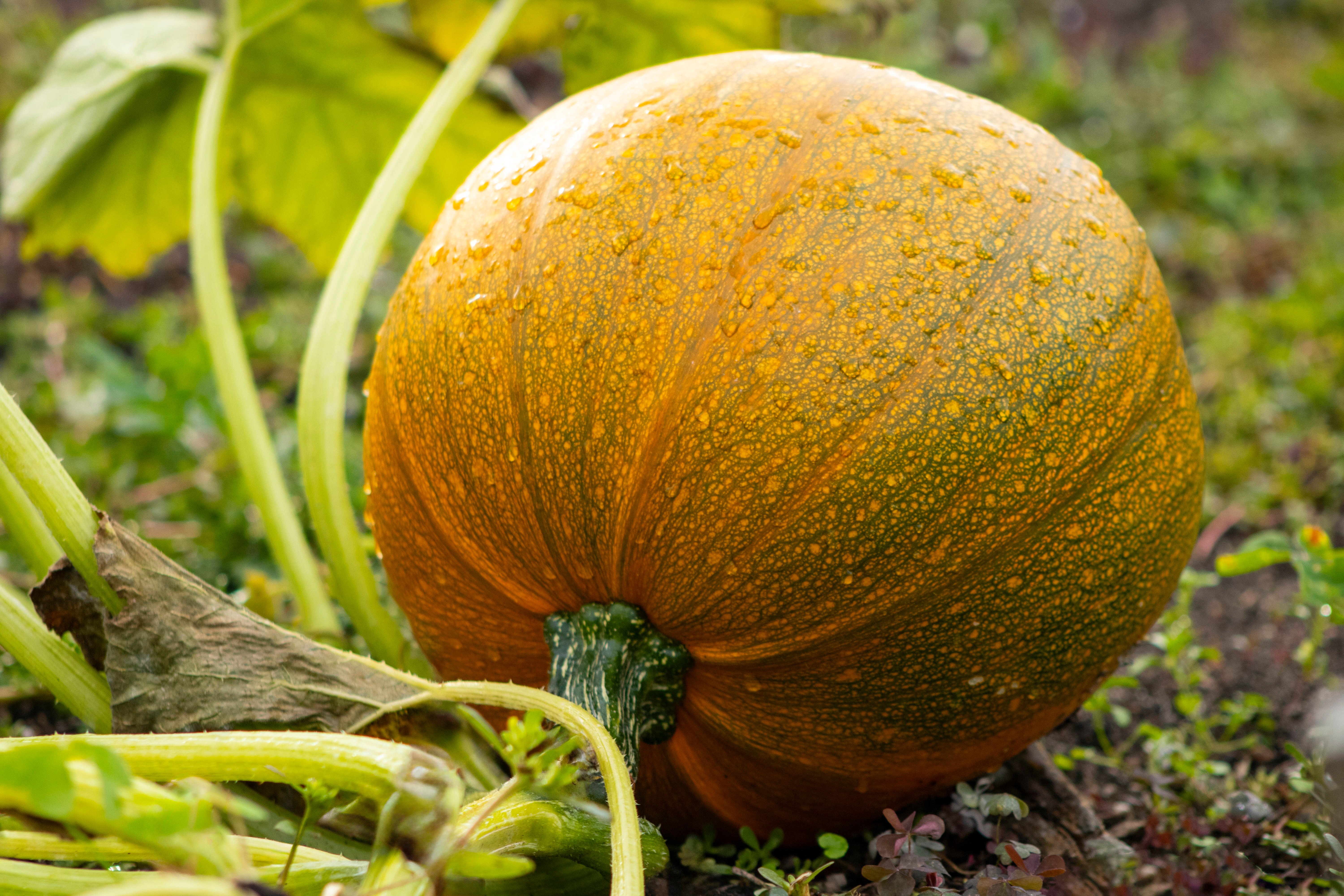 Pumpkin on soil